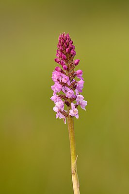 Welriekende muggenorchis