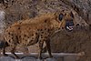 Cave Hyena