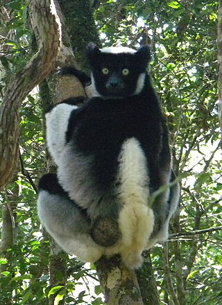 <span class="mw-page-title-main">Zahamena National Park</span> National park of eastern Madagascar