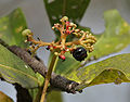 Ixora Pavetta in Shamirpet, Rangareddy district, Andhra Pradesh, India.