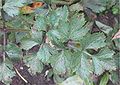 Apium graveolens var. rapaceum with Septoria apiicola