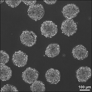 <span class="mw-page-title-main">Embryoid body</span> Three-dimensional aggregate of pluripotent stem cells