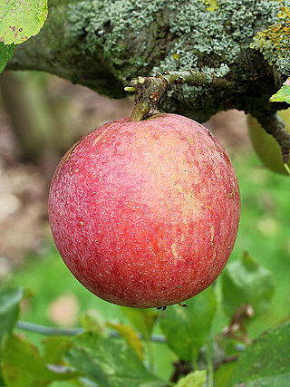 <span class="mw-page-title-main">Allington Pippin</span> Apple cultivar