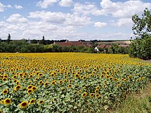 Usa ka Yuta sa Sunflower sa Marcy