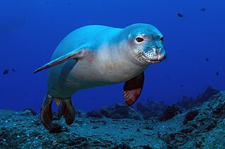 <span class="mw-page-title-main">Hawaiian monk seal</span> Species of carnivore