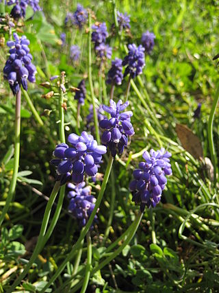 <i>Muscari botryoides</i> Species of flowering plant in the family Asparagaceae