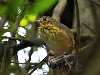 <span class="mw-page-title-main">Amazonian antpitta</span> Species of bird