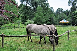 Chevaux gris broutant