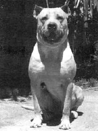 <span class="mw-page-title-main">Córdoba fighting dog</span> Extinct dog type