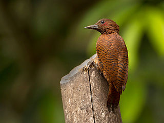 <span class="mw-page-title-main">Rufous woodpecker</span> Species of bird