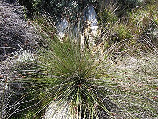 <i>Schoenus</i> (plant) Genus of grass-like plants