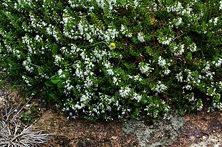 <i>Satureja spicigera</i> Species of plant in the family Lamiaceae