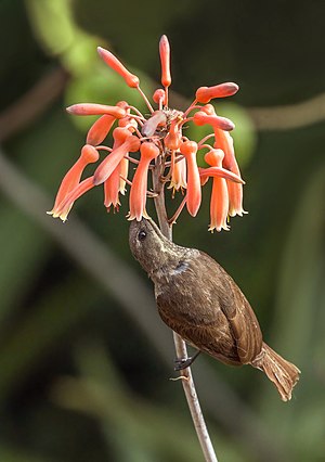 Scarlet-chested sunbird