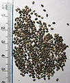 Chia seeds (valued image)