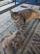 Shedding cat.jpg