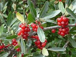 sudraba šeferdija (Shepherdia argentea)