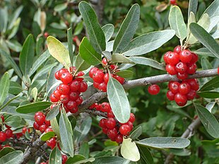 Sølvgrå Bøffelbær (Shepherdia argentea).