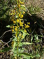 Paprastoji rykštenė (Solidago virgaurea)