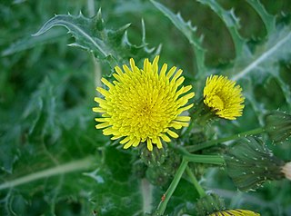 <i>Sonchus asper</i> Species of flowering plant in the daisy family Asteraceae