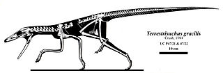 <span class="mw-page-title-main">Crocodylomorpha</span> Clade of reptiles