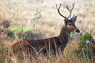 <span class="mw-page-title-main">Barasingha</span> Species of deer