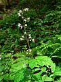 Mount Baker-Snoqualmie National Forest