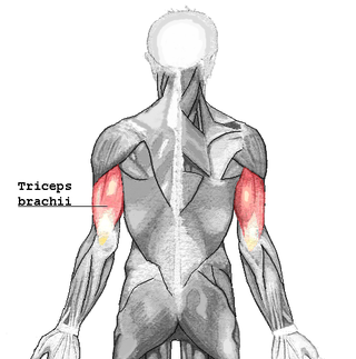 <span class="mw-page-title-main">Triceps</span> Muscle on the back of the upper arm