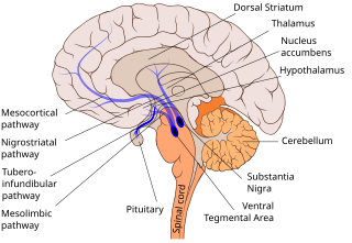 <span class="mw-page-title-main">Tuberoinfundibular pathway</span> Group of dopamine neurons that project from arcuate nucleus in hypothalamus