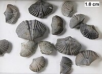 The Devonian brachiopod Tylothyris from the Milwaukee Formation.