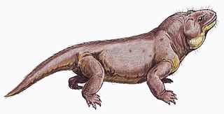 <i>Venyukovia</i> Extinct genus of therapsids