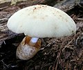 Volvariella bombycina