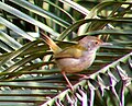 Yellow-bellied Prinia  (Prinia flaviventris, cat. )