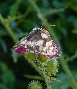 Schachbrettfalter (Marbled white) - Melanargia galathea