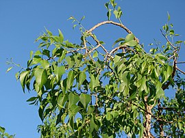 Agonandra brasiliensis