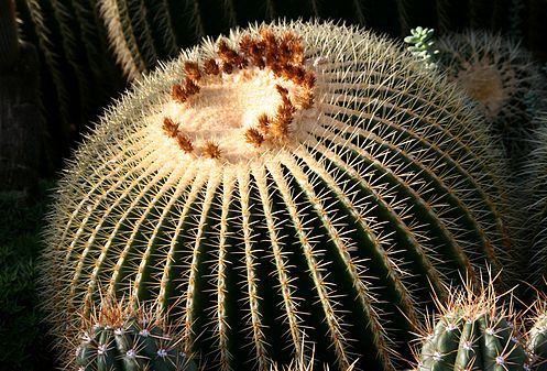 Echinocactus grusonii