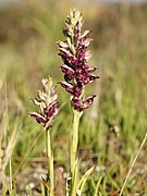 Anacamptis fragrans