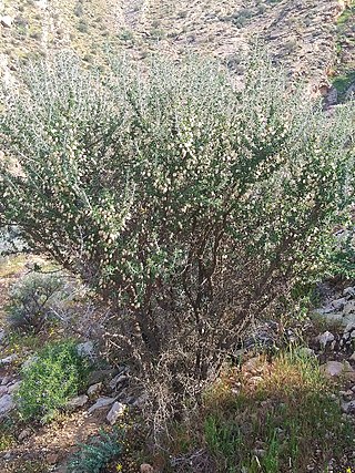 <i>Astragalus sarcocolla</i> Species of legume