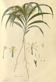 Apostasioideae Subfamily of orchids