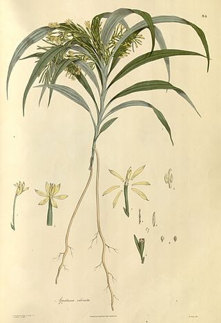 <span class="mw-page-title-main">Apostasioideae</span> Subfamily of orchids