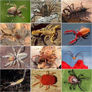 <span class="mw-page-title-main">Arachnid</span> Class of arthropods