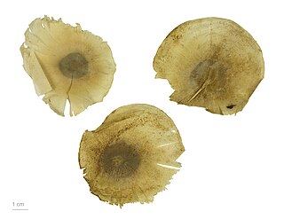 <i>Aspidosperma</i> genus of plants