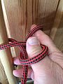 Falconer's knot 3 : Loop around the thumb, end between fingers