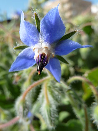 <span class="mw-page-title-main">Boraginaceae</span> Family of flowering plants