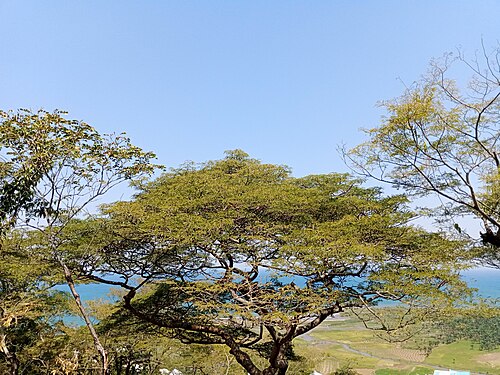 https://commons.wikimedia.org/wiki/File:Bel_arbre.jpg. Photograph: Ntahonsigaye