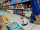 Bodega cat in the Greenpoint neighborhood of Brooklyn, New York