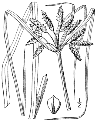 <i>Bolboschoenus novae-angliae</i> Species of flowering plant in the sedge family Cyperaceae