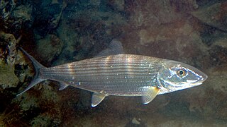 <span class="mw-page-title-main">Bonefishes</span> Family of fishes