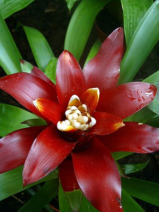 <i>Guzmania lingulata</i> Species of flowering plant