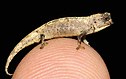 Männliches Exemplar von „Brookesia nana“