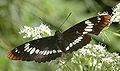 Lorquin's Admiral, Limenitis lorquini seekor limenitidine nymphalid.